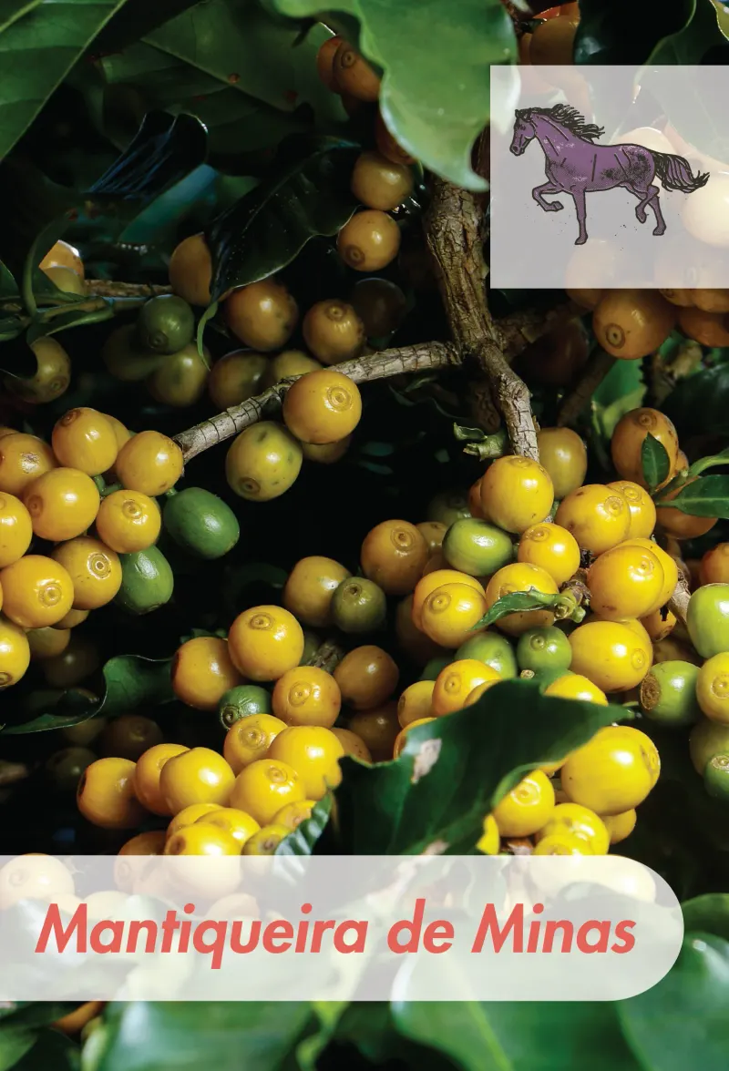 Brazil - Alter Real - FN/PN Blend- Screen 15+