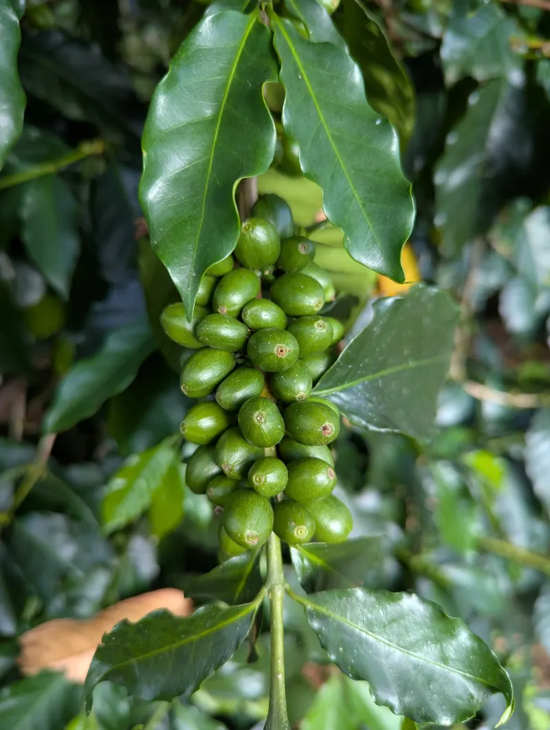 Colombia - Aurora - Washed - Quindio - Regional Select