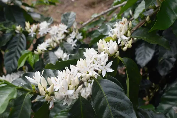 Bolivia - Bernardino Aliaga - Microlot - 25 lb Box