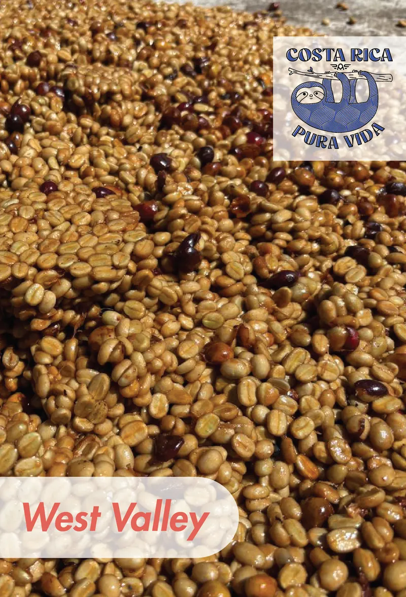 Costa Rica - Cerro del Gato - SL34 - Natural - 25 lb Box