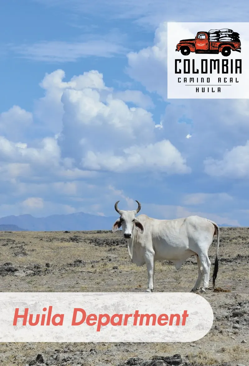 Colombia - El Camino Real - Huila - Washed Excelso - Regional Select