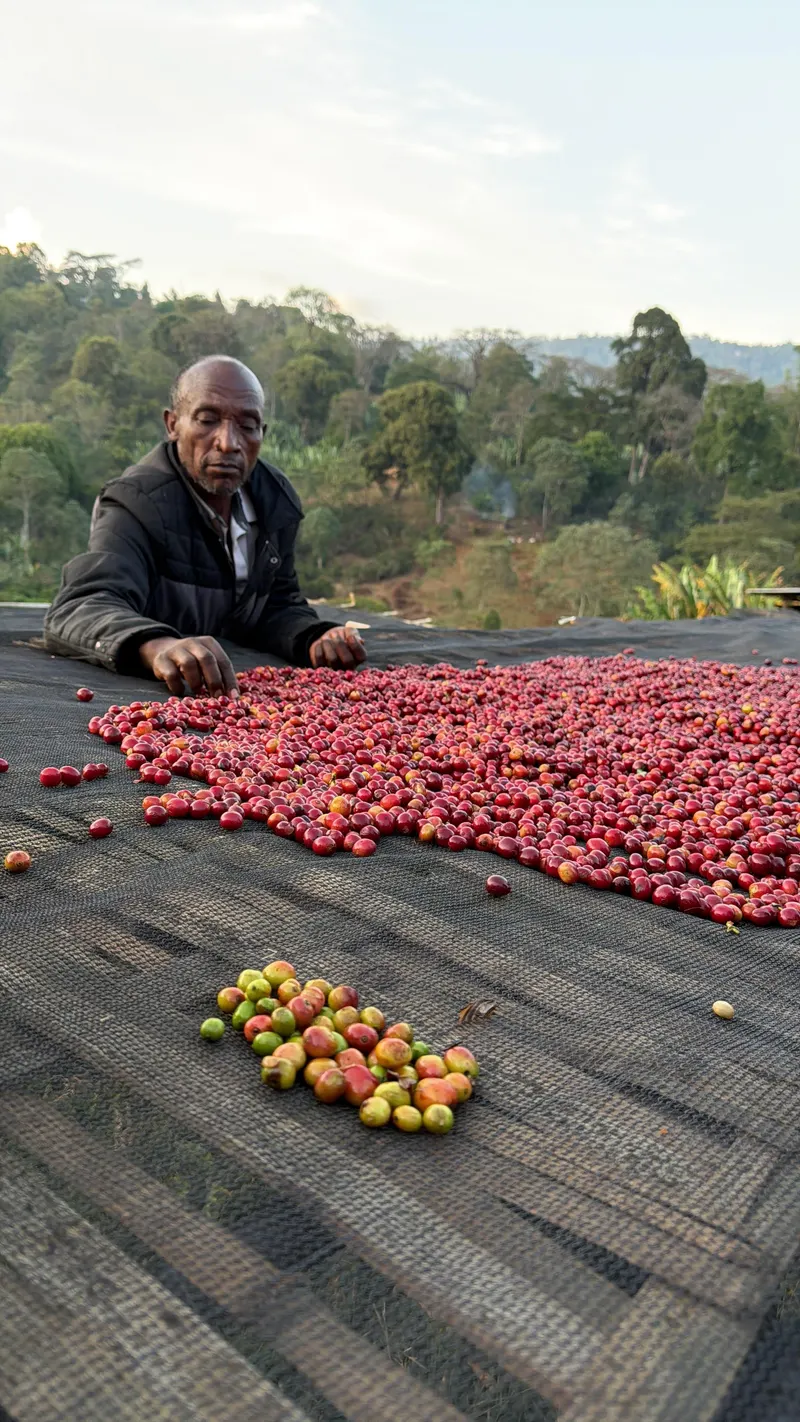 Ethiopia - Guji - Gerba Dogo - Grade 1 - Natural - 25 lb Box