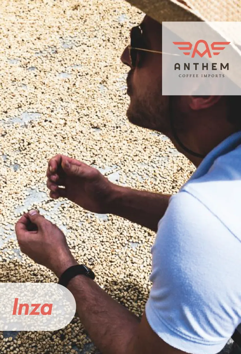 Colombia - Inza - Washed - Regional Blend
