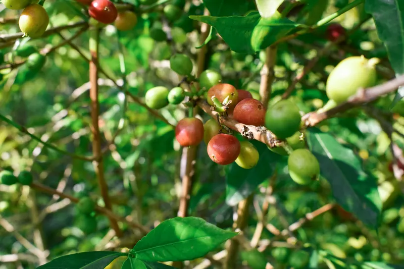 Ethiopia - Lekempti - Natural - Grade 4 - 25 lb Box