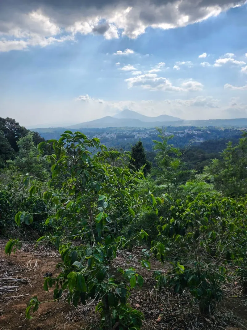 Guatemala - Red El Scorpion - Washed- Fraijanes - UCCAFE Blend