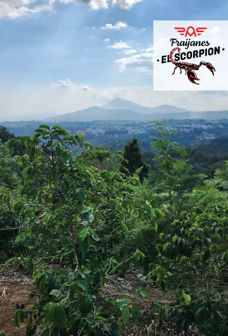 Guatemala - Red El Scorpion - Washed- Fraijanes - UCCAFE Blend