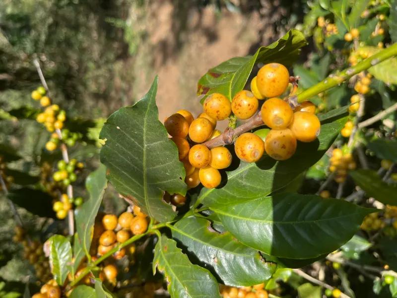 Sugar Cane Decaf - Aurora Blend - Quindio